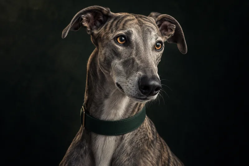 Pet Portrait Creator example